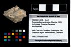 Foto (Objekt + Etikett) von Cracensigillatus acutirostrus (Moericke, 1889)  (NHMW-GEO-1990-0041-4678)